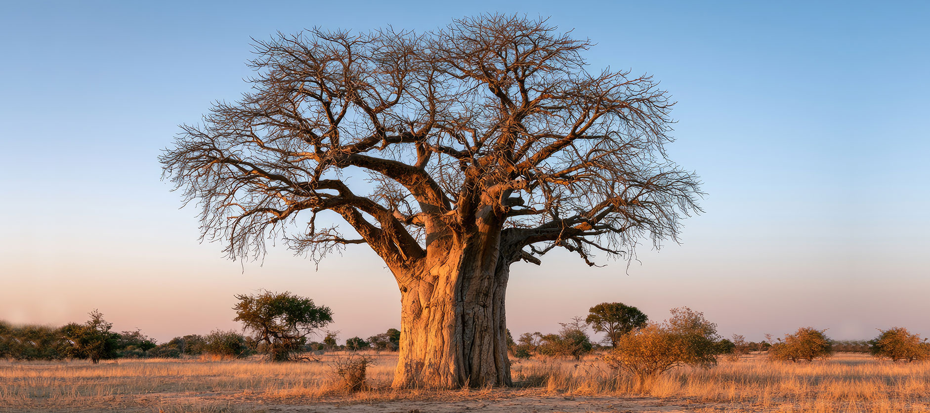 Imara is Swahili for Strong